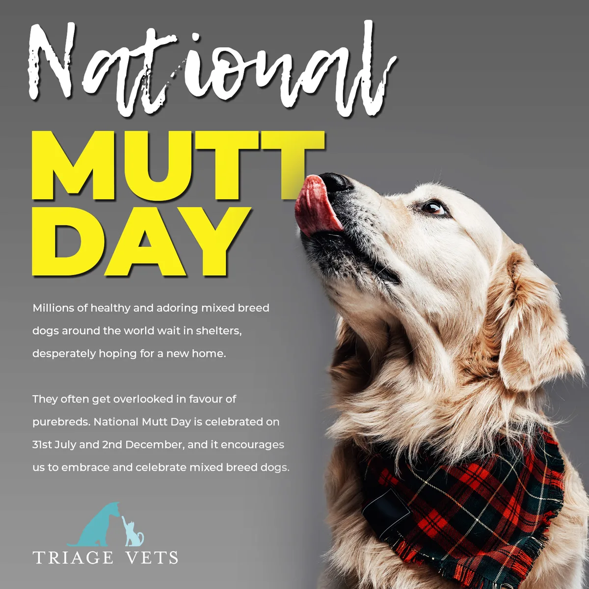 Veterinary Clinic Brand Identity: Transforming Triage Vets Social Media Design