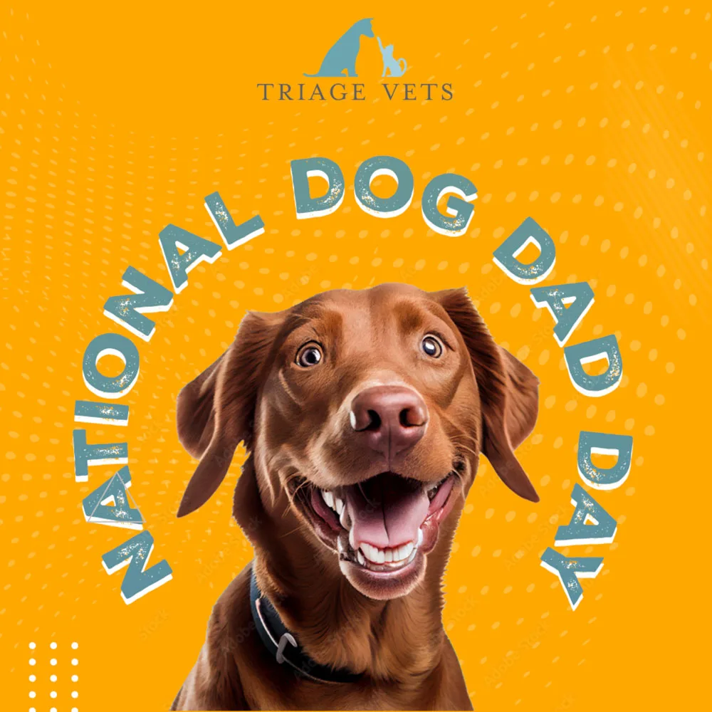 Veterinary Clinic Brand Identity: Transforming Triage Vets Social Media Design